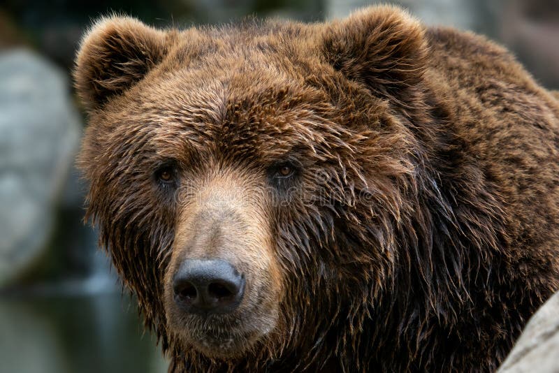 Främre sikt av brunbjörnen Stående av den Kamchatka björnen arkivbilder Främre sikt av brunbjörnen Stående av den Kamchatka björnen arkivbilder