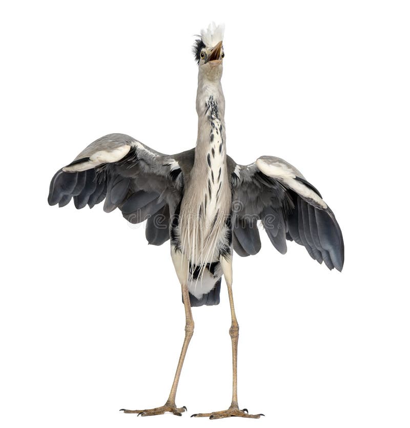 Främre sikt av en Grey Heron som gör en para ihopdans royaltyfri foto