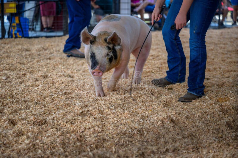 Främre skott på ett stort rosa svin med svarta prickar i en show arena royaltyfri bild