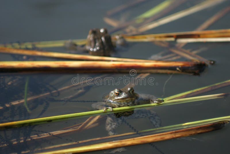 Frösche Mit Fischeiern in Einem Teich Stockfoto Bild von frühling