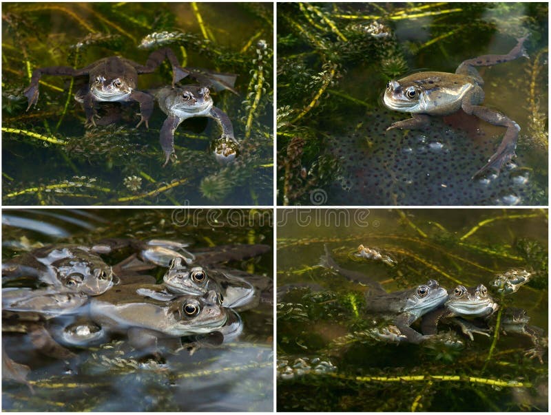 Frösche Mit Fischeiern In Einem Teich Stockfoto Bild von fischeiern