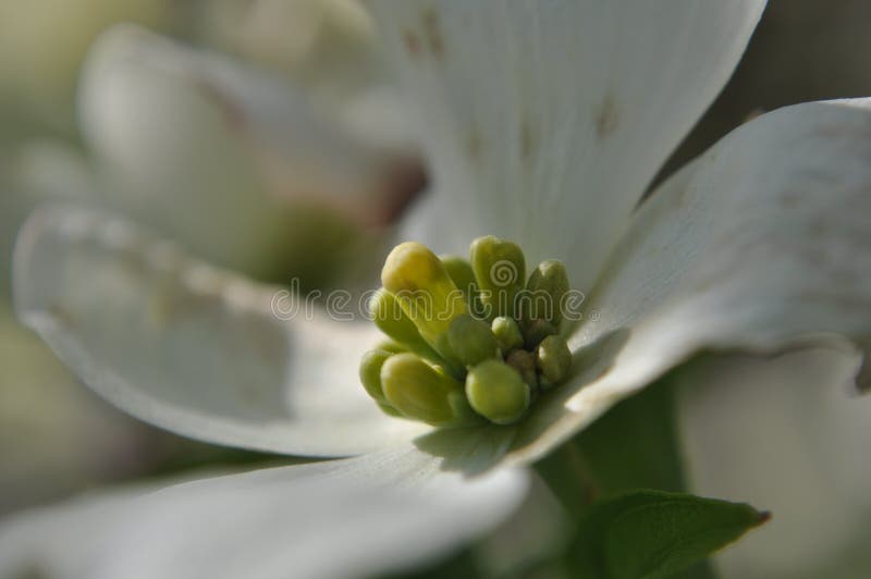 Frühe Knospen auf Hartriegel (Kornelkirsche Florida) vor Frühlings-Blumen tauchen auf