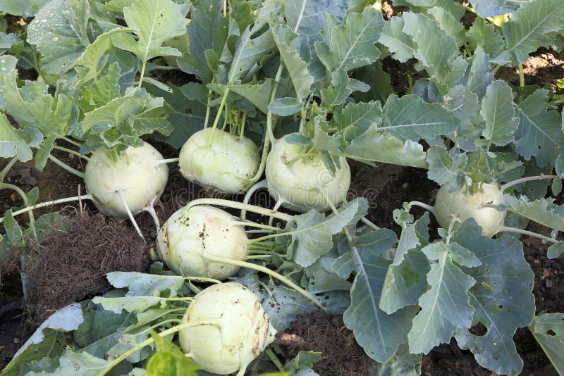 Frühe weiße Kohlrabiernte Organice auf dem Gebiet stockfotografie Frühe weiße Kohlrabiernte Organice auf dem Gebiet stockfotografie