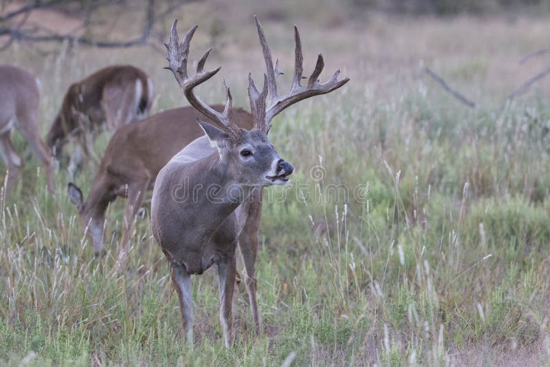 Früher Morgen nicht-typischer Whitetaildollar lizenzfreie stockbilder Früher Morgen nicht-typischer Whitetaildollar lizenzfreie stockbilder