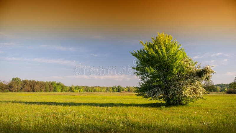 Frühjahr lizenzfreie stockfotografie Frühjahr lizenzfreie stockfotografie