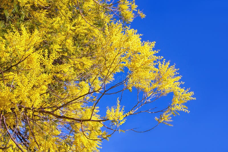 frühjahr Niederlassungen blühender Akazie dealbata Mimose gegen blauen Himmel stockbild frühjahr Niederlassungen blühender Akazie dealbata Mimose gegen blauen Himmel stockbild