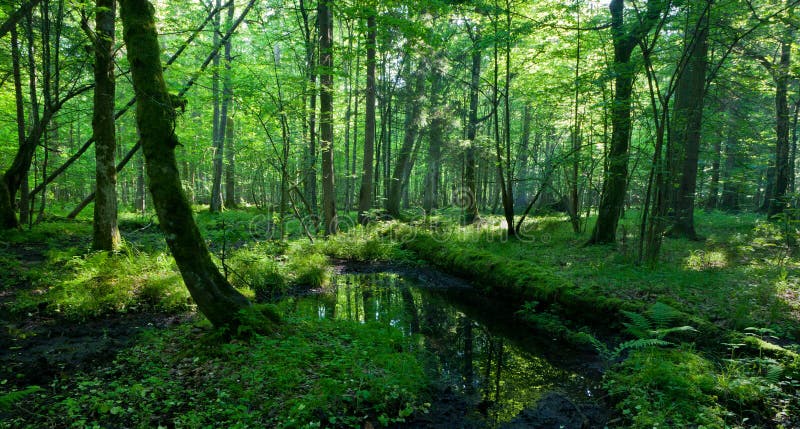 Frühjahr im nassen Stand von Bialowieza Wald stockfoto Frühjahr im nassen Stand von Bialowieza Wald stockfoto