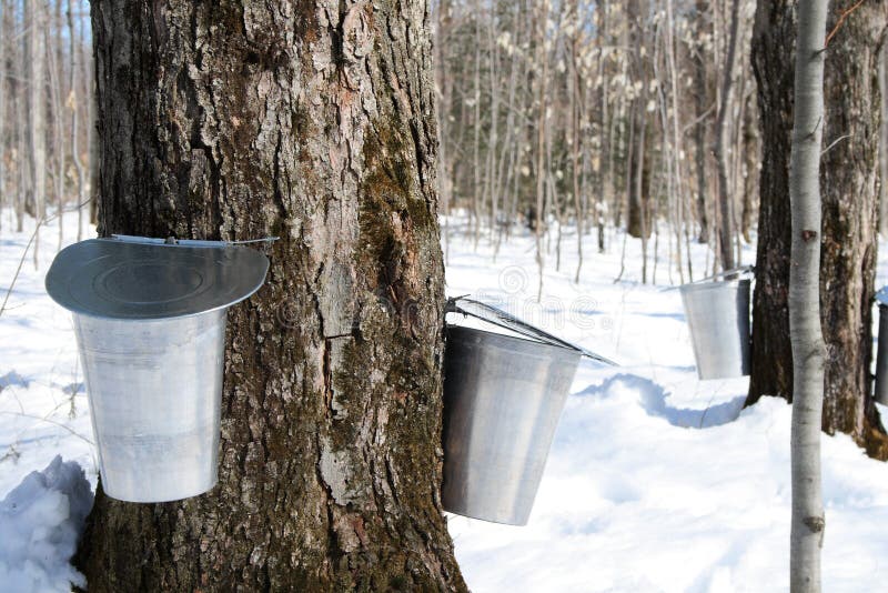 Maple syrup season. Pails on trees for collecting maple sap to produce maple syrup. Maple syrup season. Pails on trees for collecting maple sap to produce maple syrup.