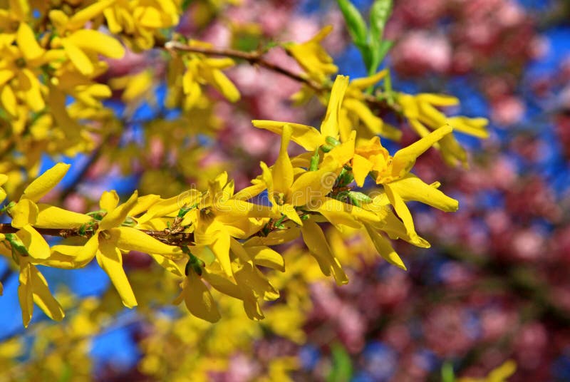 Frühling blühender Baum stockfoto. Bild von glied, gelb 31078394