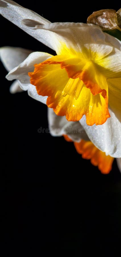 Frühling blüht Narzisse eine schöne Jugend, die das nym zurückwies lizenzfreie stockfotos Frühling blüht Narzisse eine schöne Jugend, die das nym zurückwies lizenzfreie stockfotos