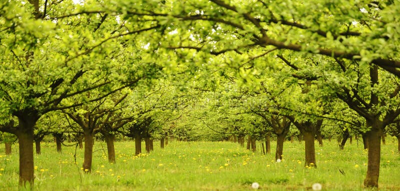 Frühling im Obstgarten stockbilder Frühling im Obstgarten stockbilder