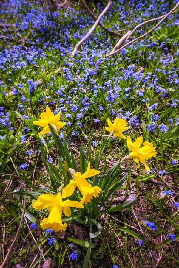 Frühling Wildflowers stockbilder Frühling Wildflowers stockbilder