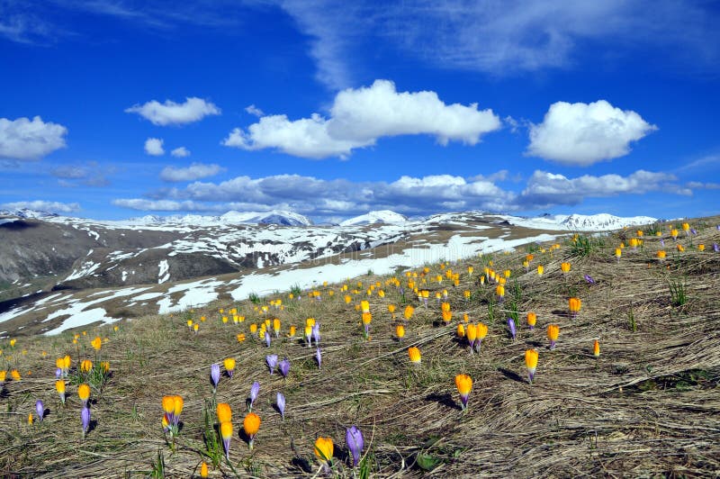 Frühlings-Landschaft mit vielen Krokussen im Berg stockbild Frühlings-Landschaft mit vielen Krokussen im Berg stockbild