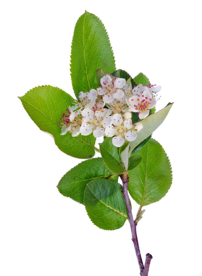 Frühlings-Mai-Niederlassung des blühenden wilden Vogel-Kirschbaums mit weißer kleiner Blumenvertikale lokalisierte lizenzfreie stockfotografie Frühlings-Mai-Niederlassung des blühenden wilden Vogel-Kirschbaums mit weißer kleiner Blumenvertikale lokalisierte lizenzfreie stockfotografie
