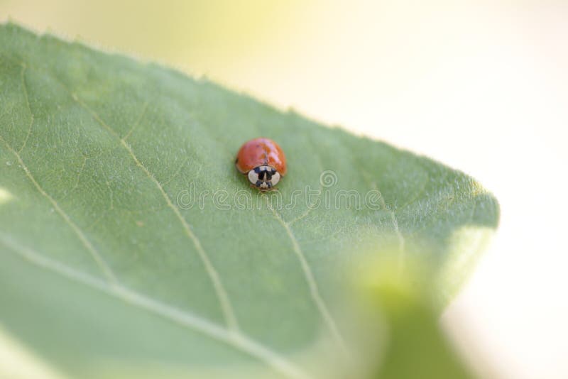 Frühlings-Sommerhintergrund des Marienkäfers Blatt Einzelfall lizenzfreies stockbild