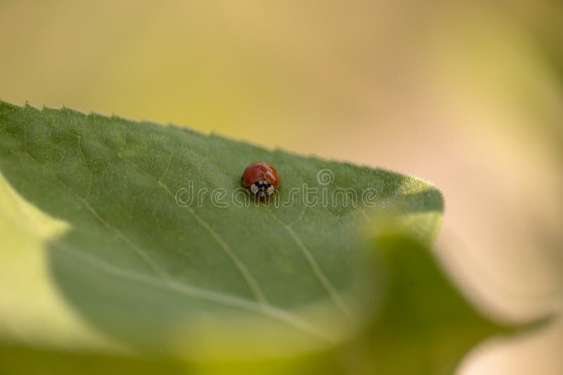 Frühlings-Sommerhintergrund des Marienkäfers Blatt Einzelfall stockbilder