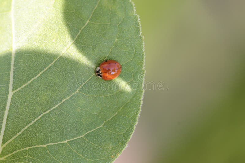 Frühlings-Sommerhintergrund des Marienkäfers Blatt Einzelfall lizenzfreie stockfotos