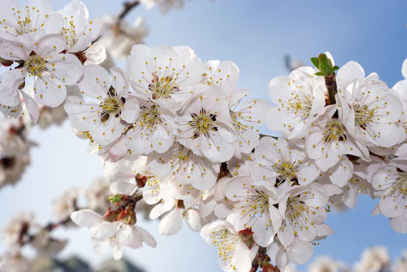 Frühlingsaprikosenblüte stockbilder Frühlingsaprikosenblüte stockbilder