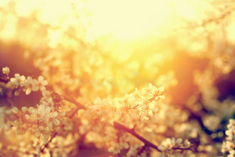 Frühlingsbaum blüht Blüte, Blüte in der warmen Sonne weinlese