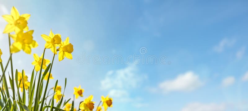 Frühlingsblumen-Hintergrundnarzissen gegen einen blauem Himmel