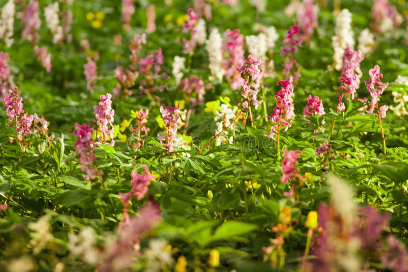 Frühlingsblumen im Wald stockbild. Bild von blume, jahreszeit - 53707191