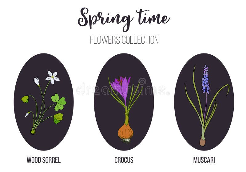 Frühlingsblumen stellten Krokus, Muscari, Holzsauerampfer ein stock abbildung Frühlingsblumen stellten Krokus, Muscari, Holzsauerampfer ein stock abbildung