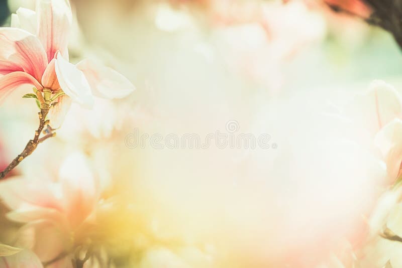 Frühlingsblumennaturhintergrund mit reizender Magnolienblüte, Rahmen, Frühjahrnatur, Pastellfarbe