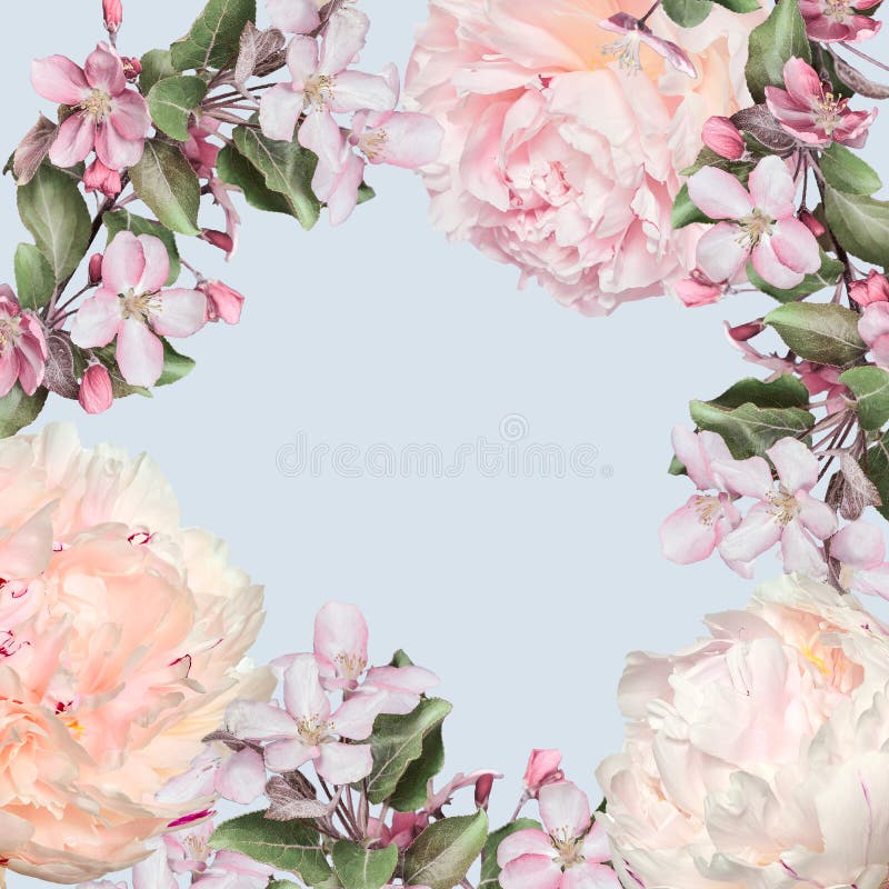 Frühlingsblumenrahmen von den sahnigen Pfingstrosen und von den rosa Apfelblüten stockfotografie Frühlingsblumenrahmen von den sahnigen Pfingstrosen und von den rosa Apfelblüten stockfotografie