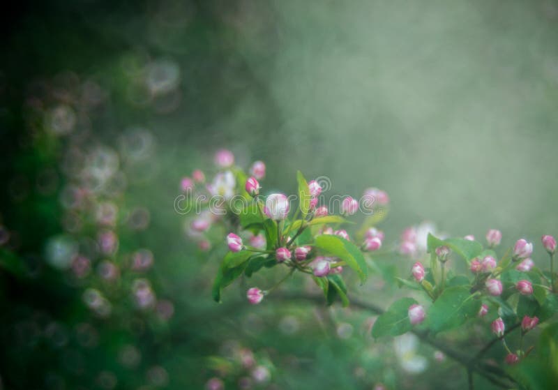 Frühlingsblüte umfasst mit Nebel