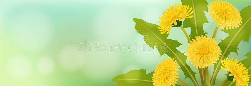 Frühlingsfahne mit Löwenzahnblume vektor abbildung Frühlingsfahne mit Löwenzahnblume vektor abbildung
