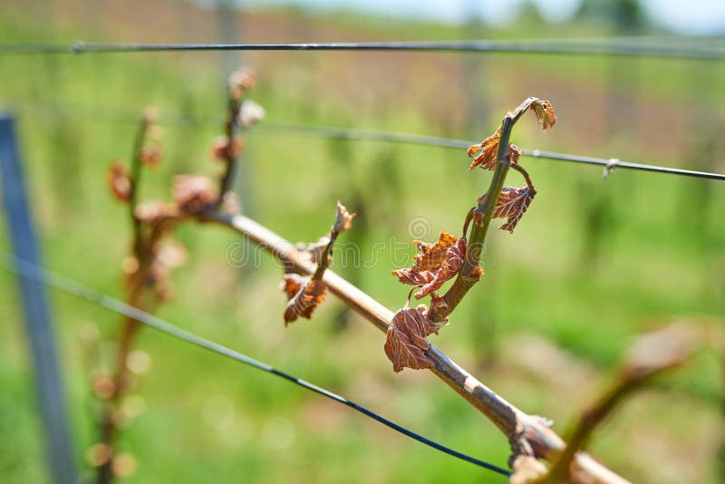 Frühlingsfrostschaden im Weinberg stockfoto