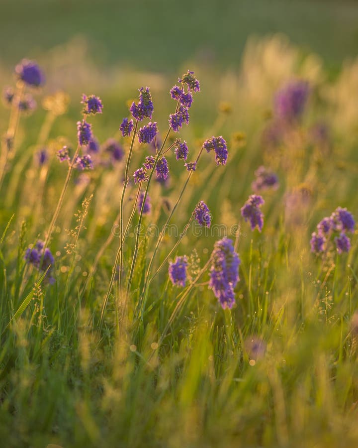 Frühlingsgras und -blumen stockfotografie Frühlingsgras und -blumen stockfotografie