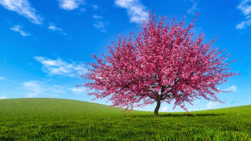 Frühlingslandschaft mit blühendem Kirschblüte-Kirschbaum