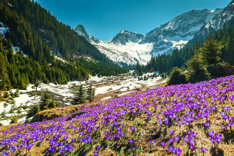 Frühlingslandschaft mit purpurrotem Krokus blüht, Fagaras-Berge, Karpaten, Rumänien