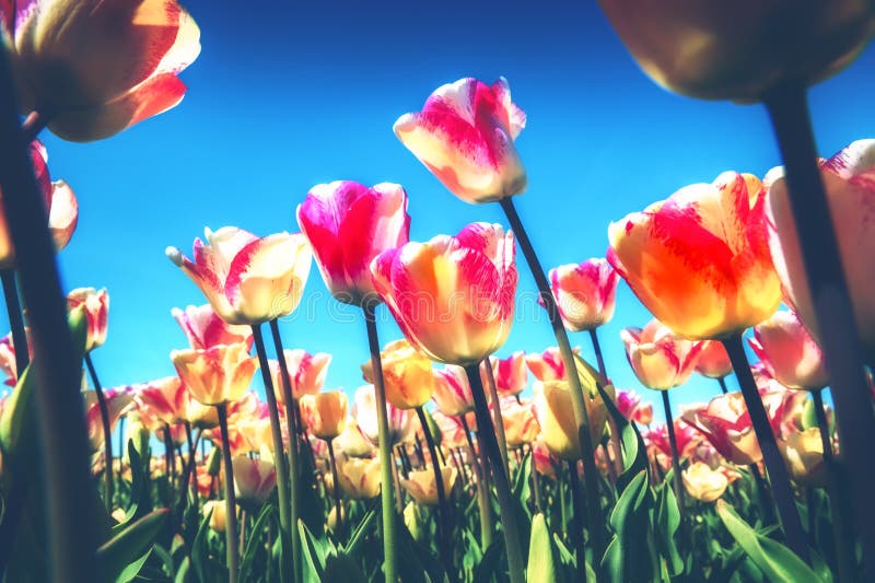 Frühlingslandschaft mit schönen gelben und rosa Tulpen Natur a lizenzfreie stockfotografie Frühlingslandschaft mit schönen gelben und rosa Tulpen Natur a lizenzfreie stockfotografie