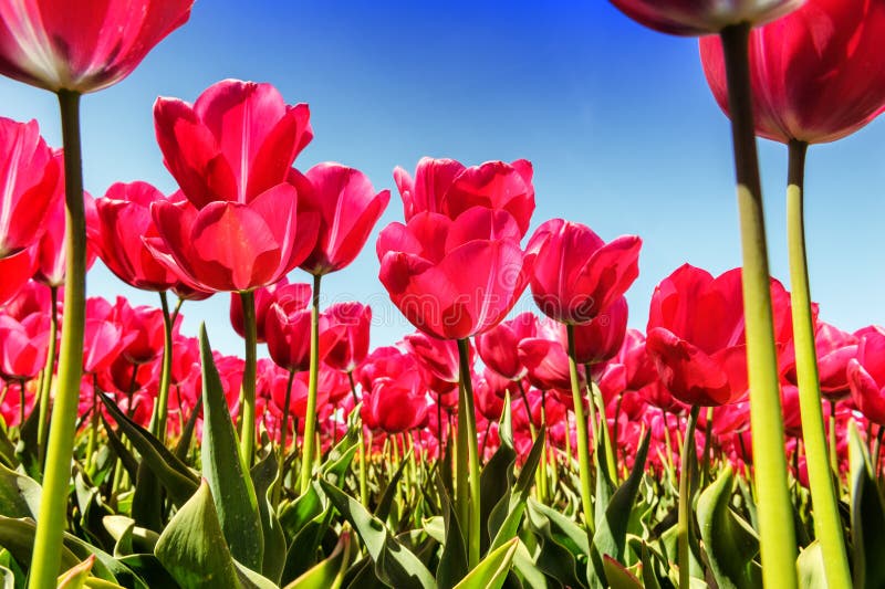 Frühlingslandschaft mit schönen rosa Tulpen stockfoto Frühlingslandschaft mit schönen rosa Tulpen stockfoto