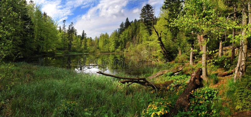 Frühlingspanorama von einem Waldsee lizenzfreies stockbild Frühlingspanorama von einem Waldsee lizenzfreies stockbild