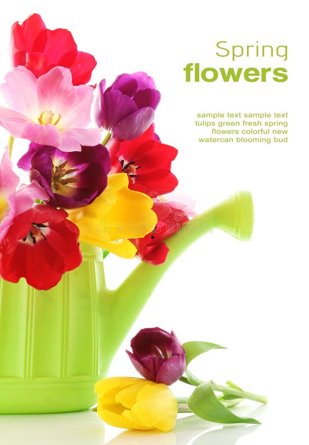 Frühlingstulpeblumen in der Bewässerungsdose lizenzfreies stockfoto Frühlingstulpeblumen in der Bewässerungsdose lizenzfreies stockfoto