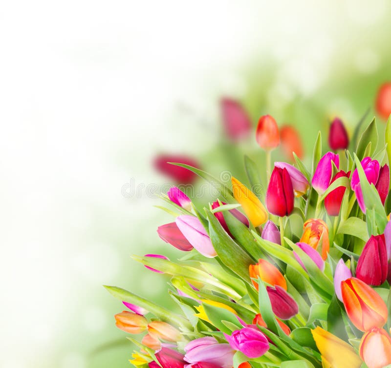 Frühlingstulpen lizenzfreie stockfotos Frühlingstulpen lizenzfreie stockfotos