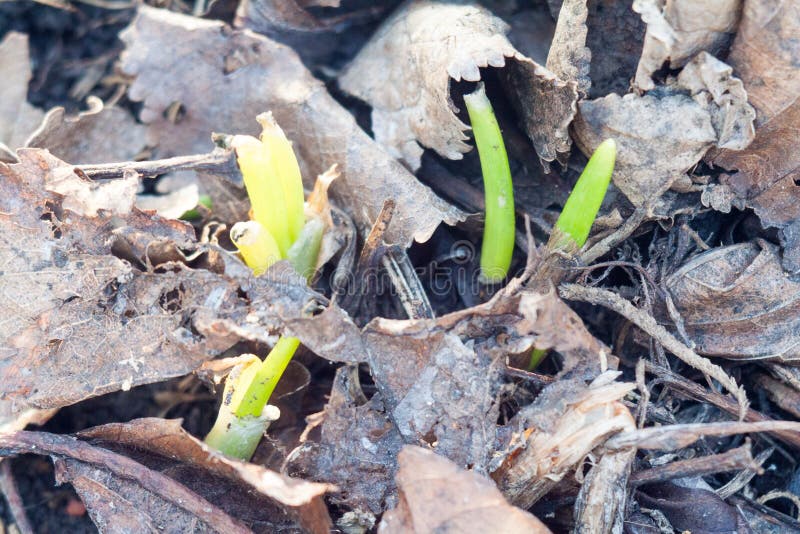 Frühlingszwiebelsprösslinge stockbilder Frühlingszwiebelsprösslinge stockbilder