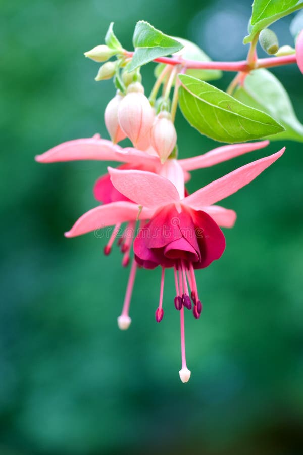 Fuchsia