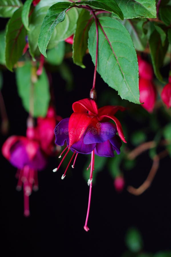 Fuchsia bloom royalty free stock image