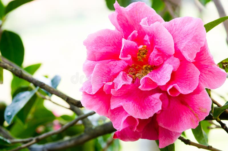 Fuchsia Camellia Stock Photos - Free & Royalty-Free Stock Photos from  Dreamstime
