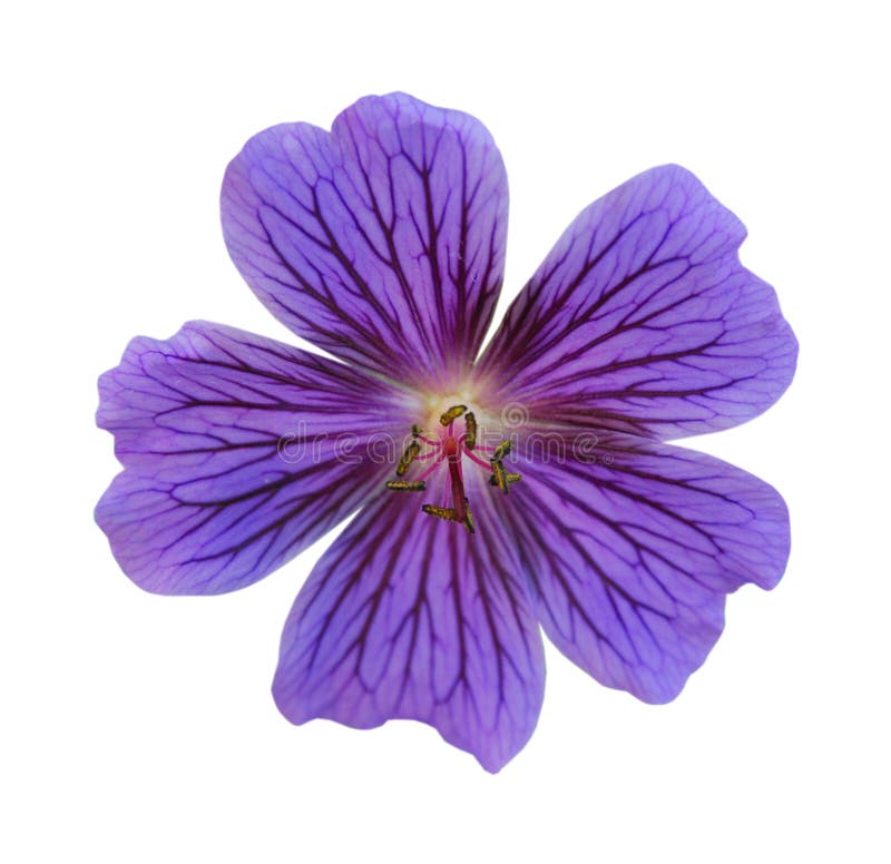 White Morning Glory Flower with Purple Center Stock Image Image of