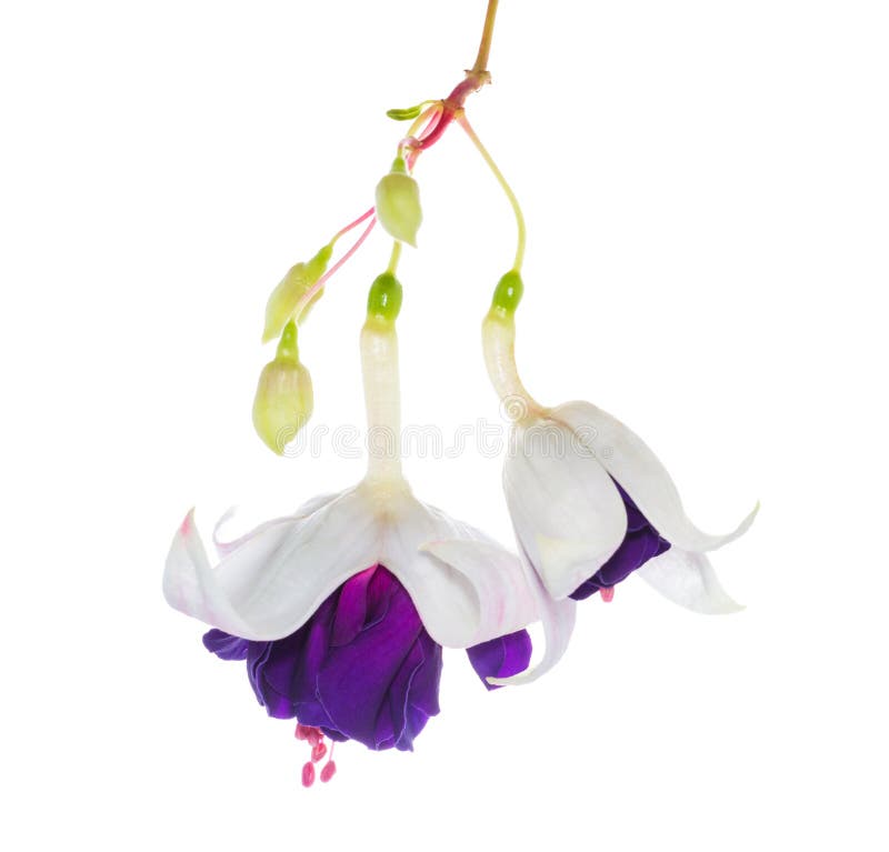 fuchsia flower with bud isolated on white background, Deep Purple