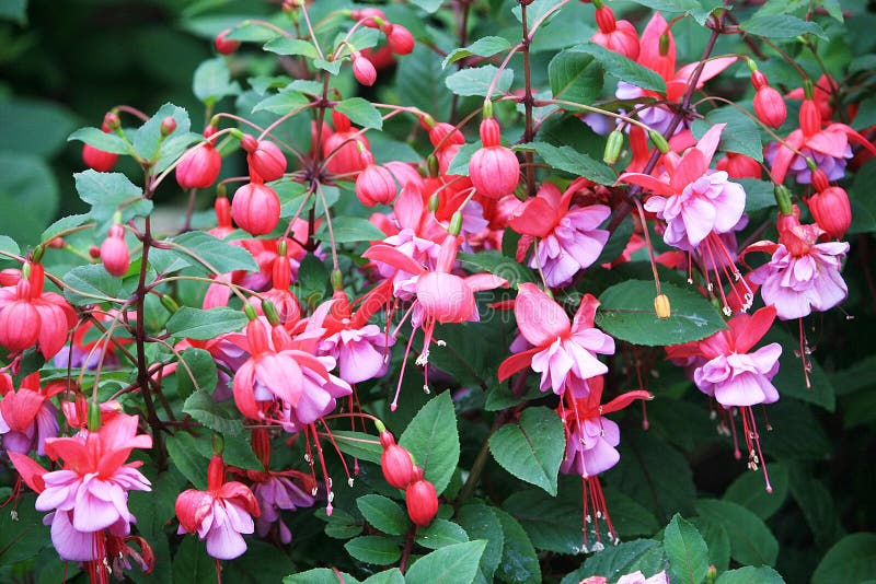 Fuchsia flowers