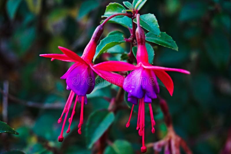 Fuchsia Blumen auf einem nassen Tag.