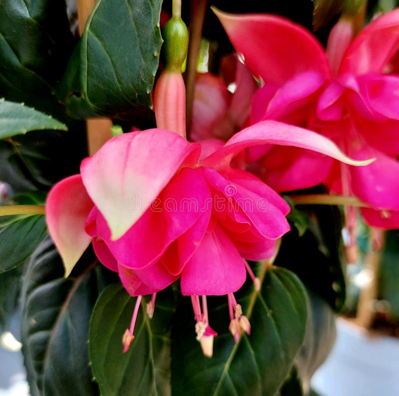 Fuchsia hybrida-blomningsgrenen i blomningstiden arkivfoto