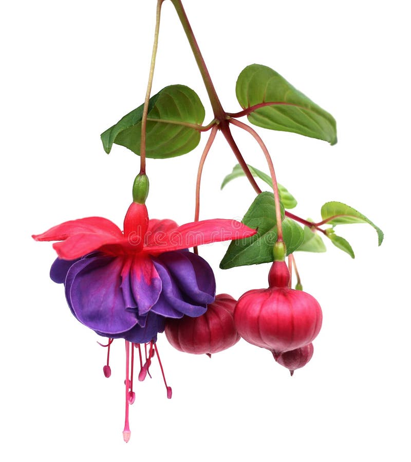 Fuchsia lena flower stock image. Image of garden, pink 35215917