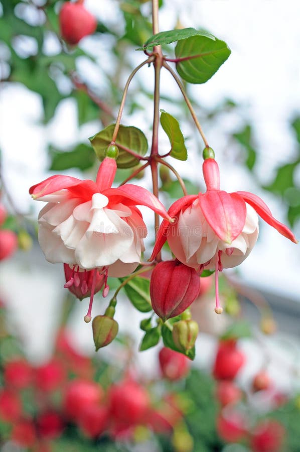 Fuchsia lena flower stock image. Image of garden, pink 35215917